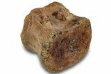 Hadrosaur (Edmontosaurus) Caudal Vertebra Centrum - South Dakota #316923-1